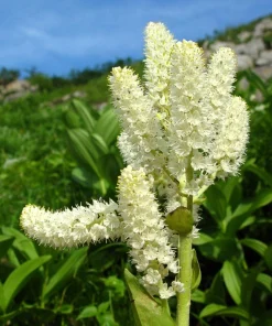 100 Virginia Bunchflower Lily Seeds - White Melanthium Virginicum Flower - Image 2