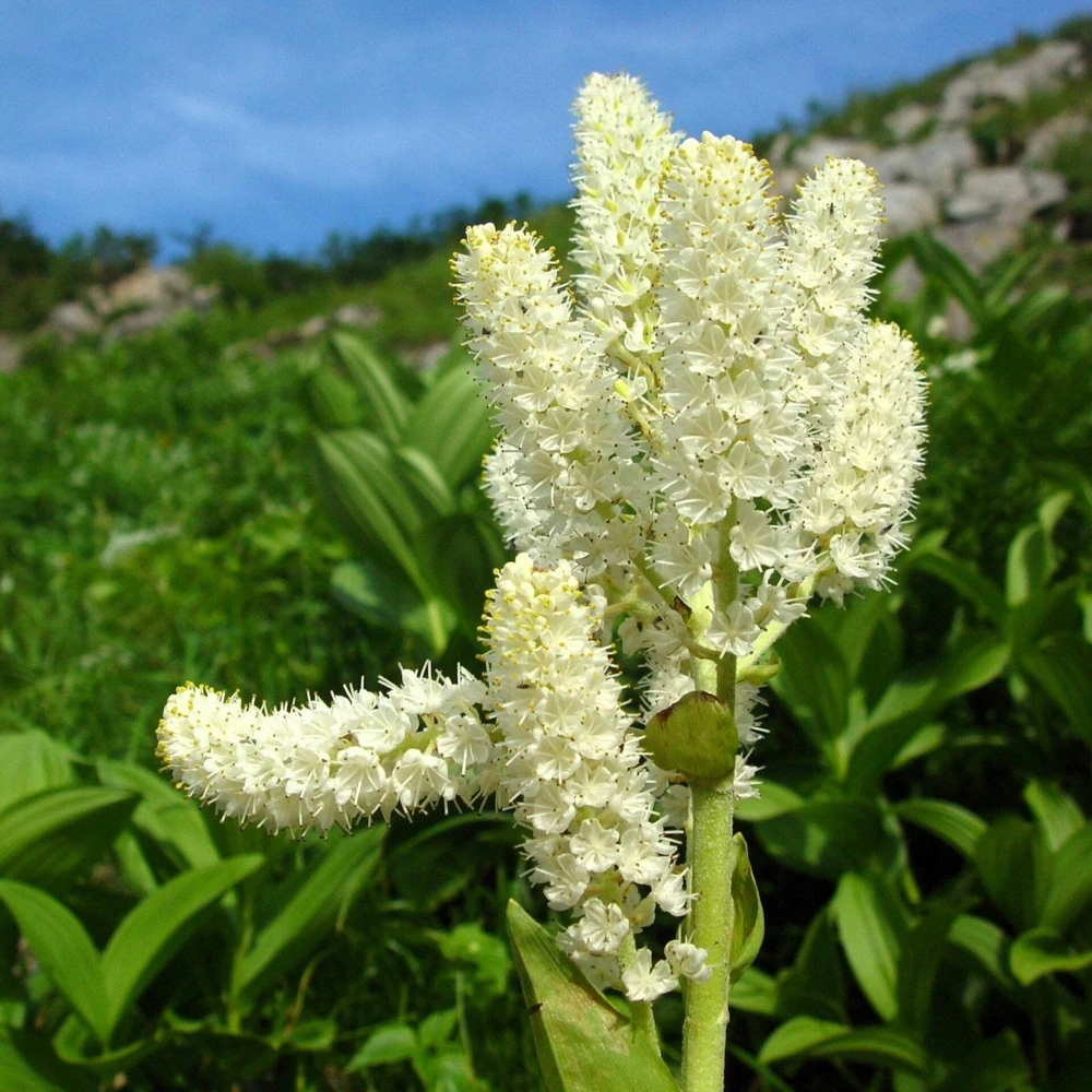 100 Virginia Bunchflower Lily Seeds - White Melanthium Virginicum Flower - Image 2