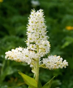 100 Virginia Bunchflower Lily Seeds - White Melanthium Virginicum Flower - Image 3