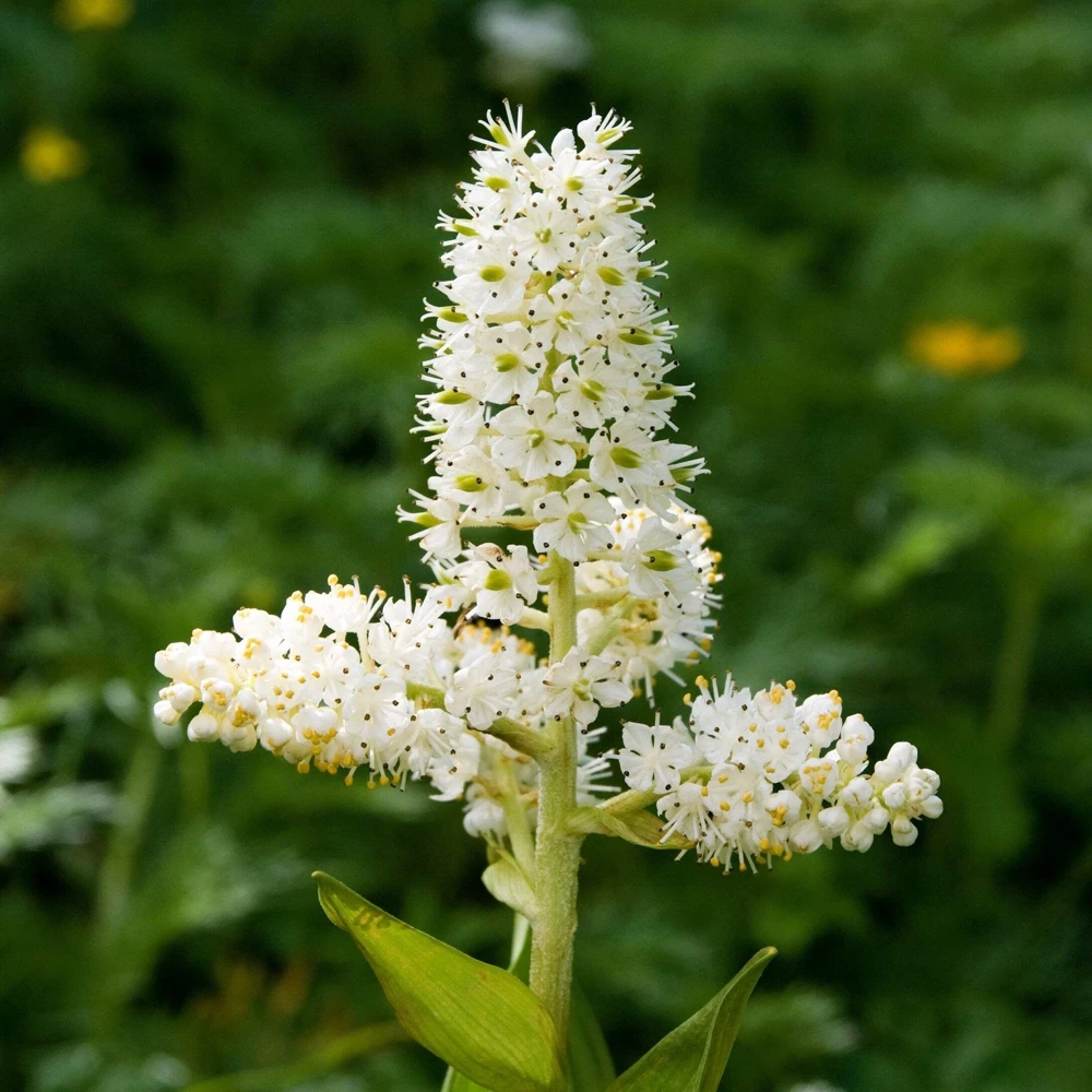 100 Virginia Bunchflower Lily Seeds - White Melanthium Virginicum Flower - Image 3