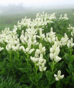 100 Virginia Bunchflower Lily Seeds - White Melanthium Virginicum Flower - Image 4