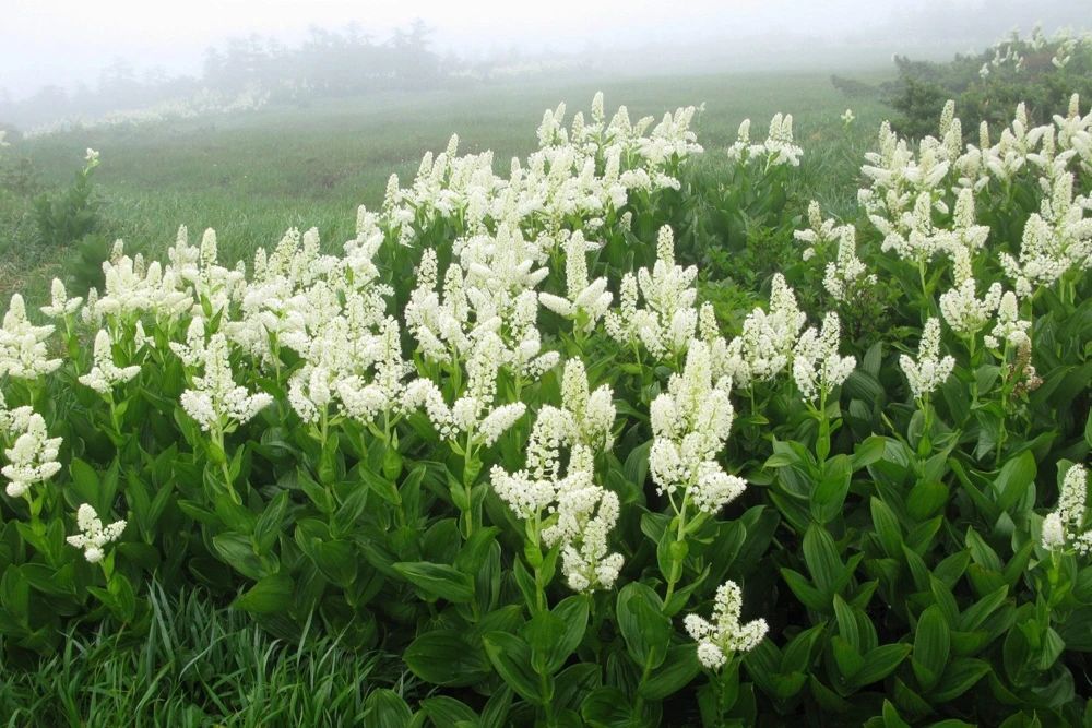 100 Virginia Bunchflower Lily Seeds - White Melanthium Virginicum Flower - Image 4
