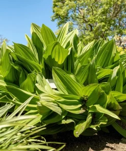 100 Virginia Bunchflower Lily Seeds - White Melanthium Virginicum Flower - Image 5