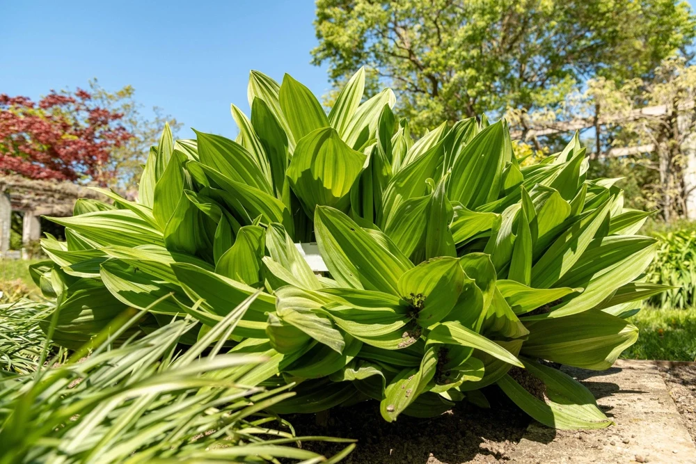 100 Virginia Bunchflower Lily Seeds - White Melanthium Virginicum Flower - Image 5