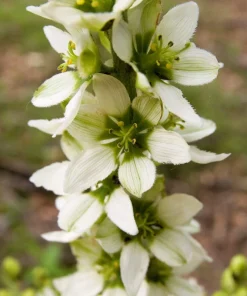 100 Virginia Bunchflower Lily Seeds - White Melanthium Virginicum Flower - Image 6