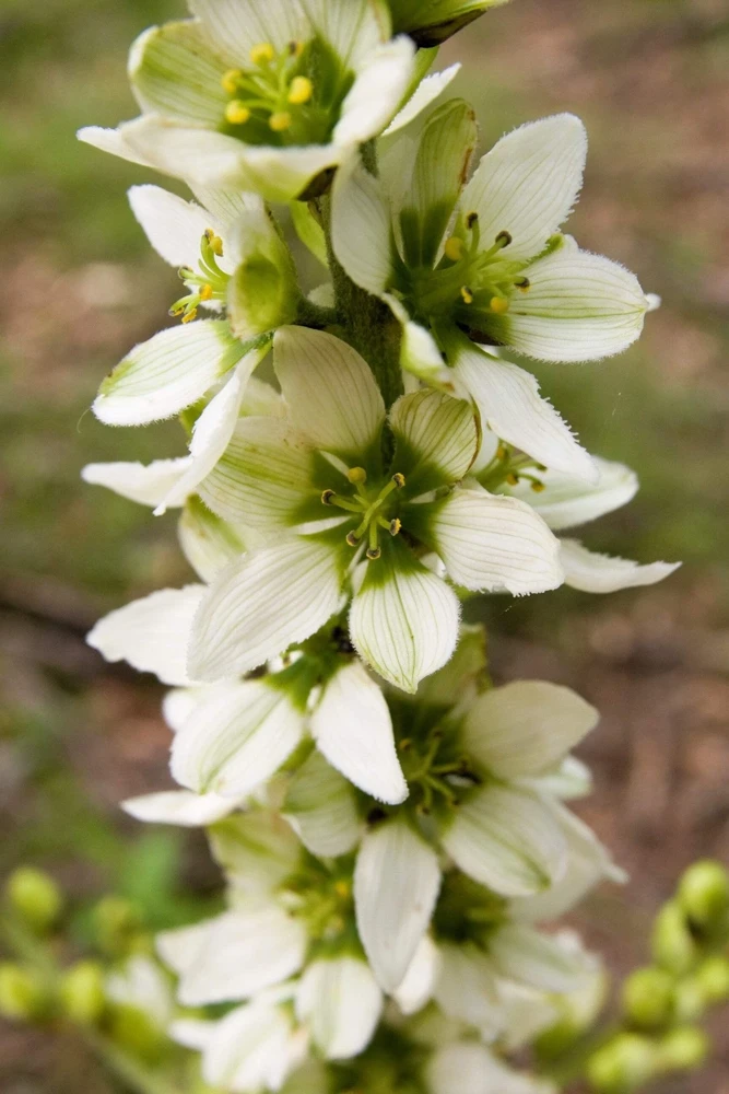 100 Virginia Bunchflower Lily Seeds - White Melanthium Virginicum Flower - Image 6