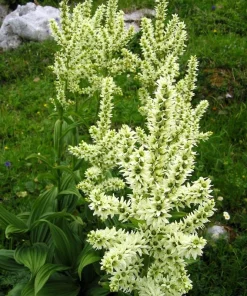 100 Virginia Bunchflower Lily Seeds - White Melanthium Virginicum Flower - Image 7