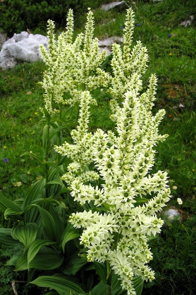 100 Virginia Bunchflower Lily Seeds - White Melanthium Virginicum Flower - Image 7