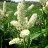 100 Virginia Bunchflower Lily Seeds - White Melanthium Virginicum Flower - Image 1