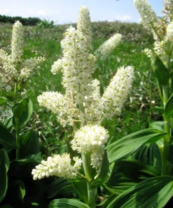 100 Virginia Bunchflower Lily Seeds - White Melanthium Virginicum Flower - Image 1