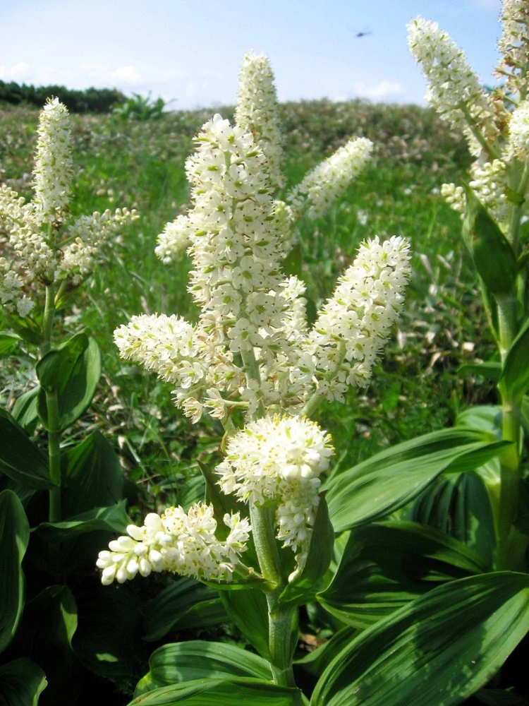 100 Virginia Bunchflower Lily Seeds - White Melanthium Virginicum Flower - Image 1