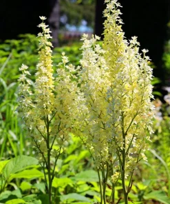 100 Virginia Bunchflower Lily Seeds - White Melanthium Virginicum Flower - Image 8