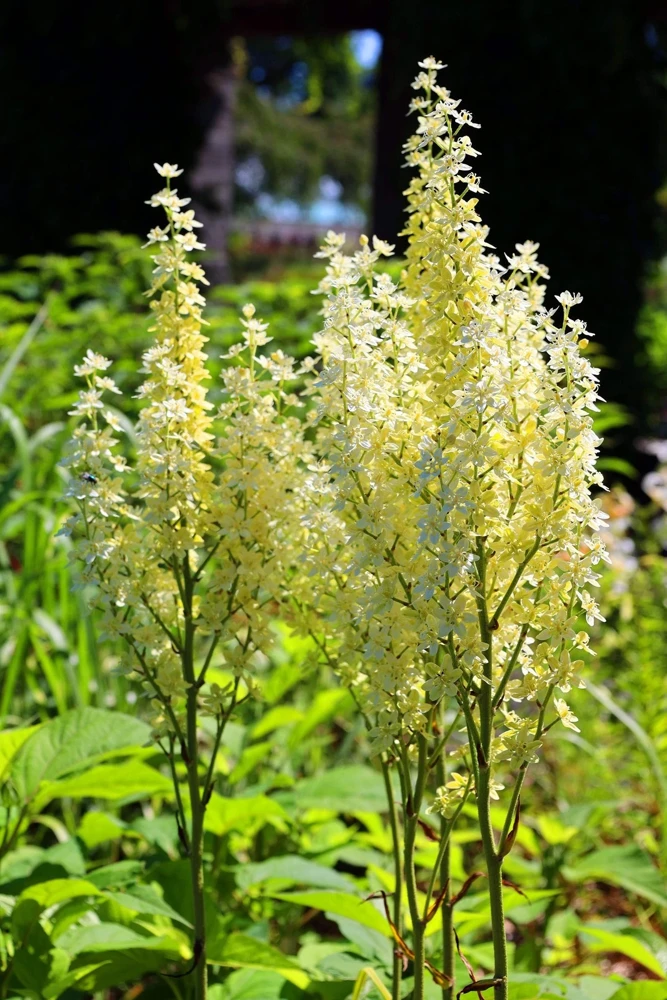 100 Virginia Bunchflower Lily Seeds - White Melanthium Virginicum Flower - Image 8