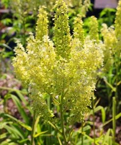100 Virginia Bunchflower Lily Seeds - White Melanthium Virginicum Flower - Image 9