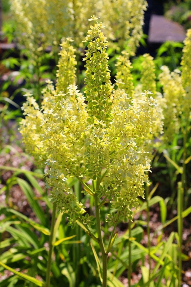 100 Virginia Bunchflower Lily Seeds - White Melanthium Virginicum Flower - Image 9