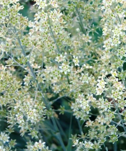 100 White Camas Seeds - Anticlea Elegans Native Wildflower Seeds - Image 2