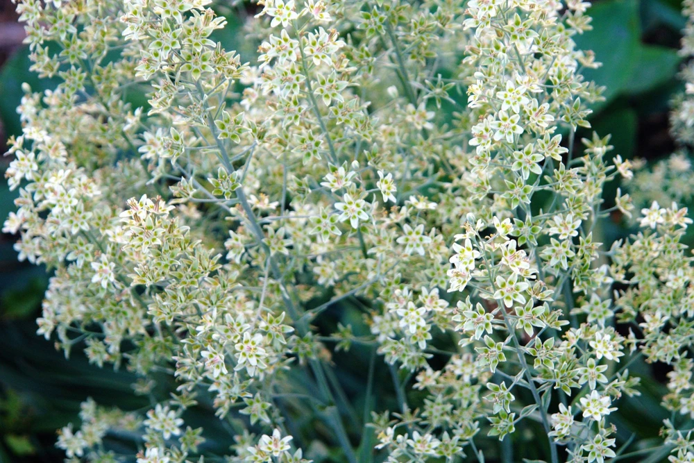 100 White Camas Seeds - Anticlea Elegans Native Wildflower Seeds - Image 2