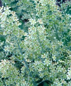 100 White Camas Seeds - Anticlea Elegans Native Wildflower Seeds - Image 3