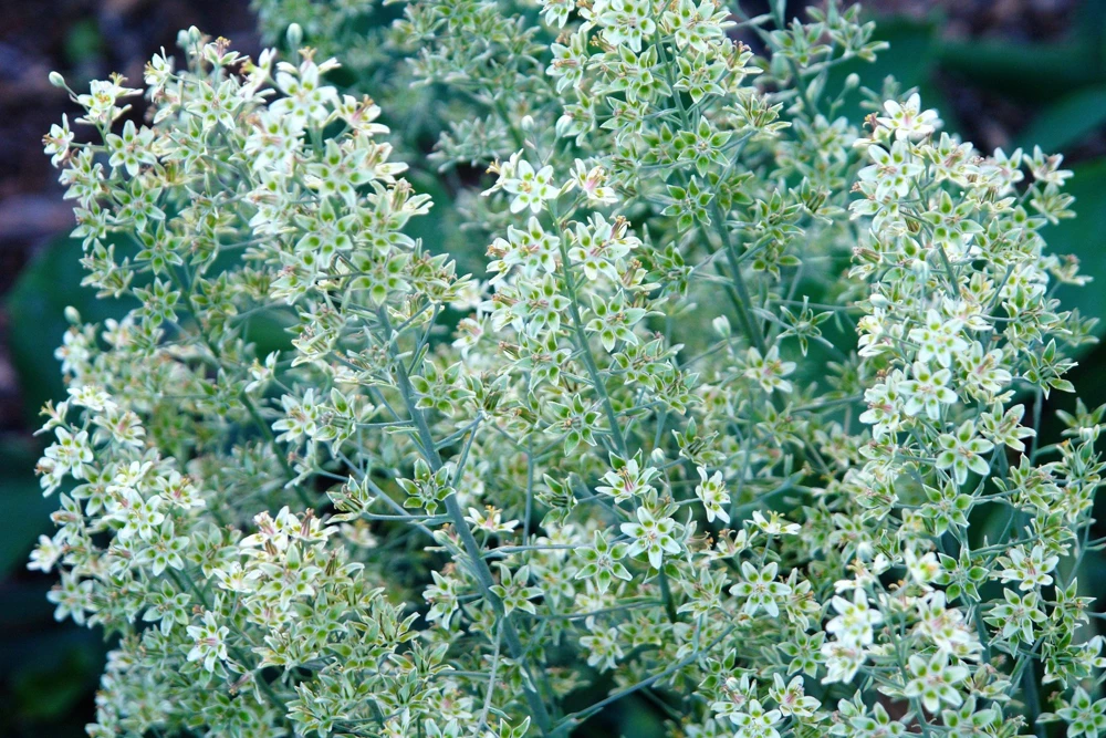 100 White Camas Seeds - Anticlea Elegans Native Wildflower Seeds - Image 3