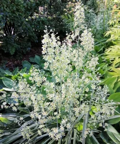 100 White Camas Seeds - Anticlea Elegans Native Wildflower Seeds - Image 4
