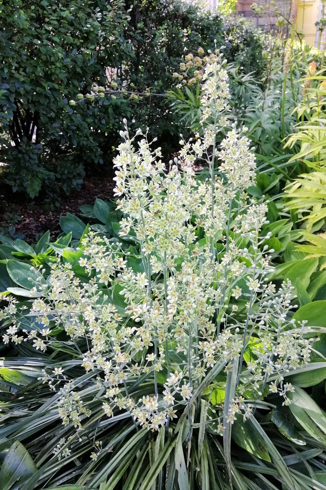 100 White Camas Seeds - Anticlea Elegans Native Wildflower Seeds - Image 4
