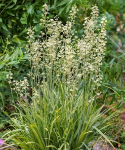 100 White Camas Seeds - Anticlea Elegans Native Wildflower Seeds - Image 5