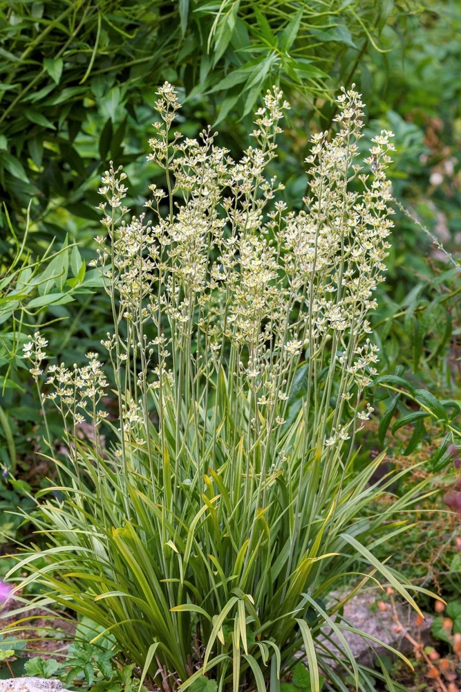 100 White Camas Seeds - Anticlea Elegans Native Wildflower Seeds - Image 5