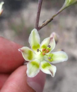 100 White Camas Seeds - Anticlea Elegans Native Wildflower Seeds - Image 6