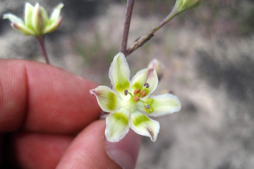 100 White Camas Seeds - Anticlea Elegans Native Wildflower Seeds - Image 6