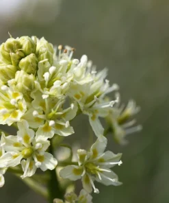 100 White Camas Seeds - Anticlea Elegans Native Wildflower Seeds - Image 7