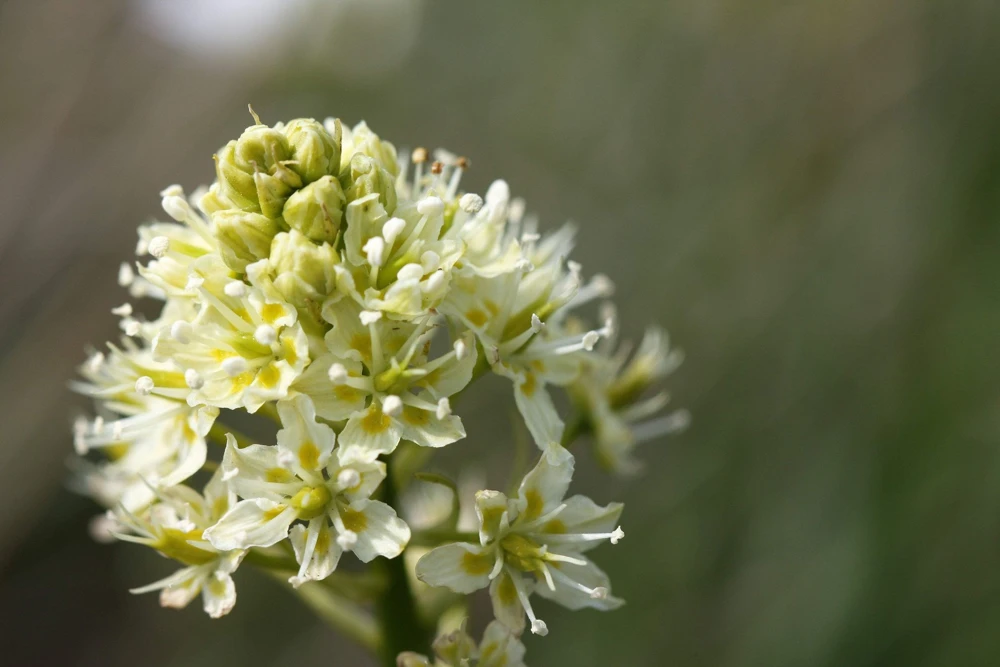 100 White Camas Seeds - Anticlea Elegans Native Wildflower Seeds - Image 7