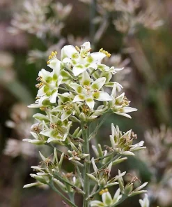 100 White Camas Seeds - Anticlea Elegans Native Wildflower Seeds - Image 8