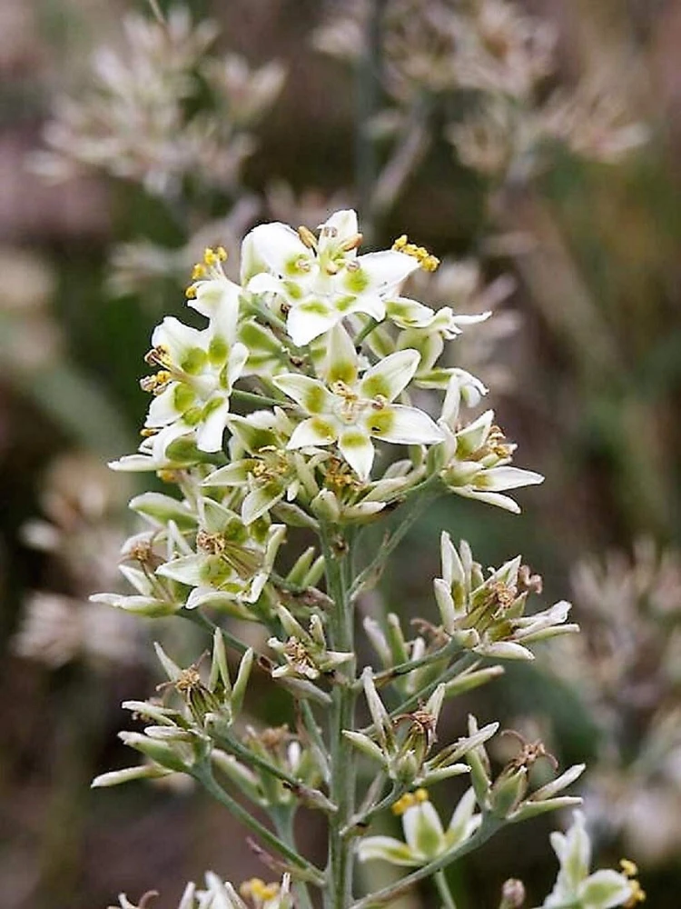 100 White Camas Seeds - Anticlea Elegans Native Wildflower Seeds - Image 8