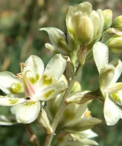 100 White Camas Seeds - Anticlea Elegans Native Wildflower Seeds - Image 9