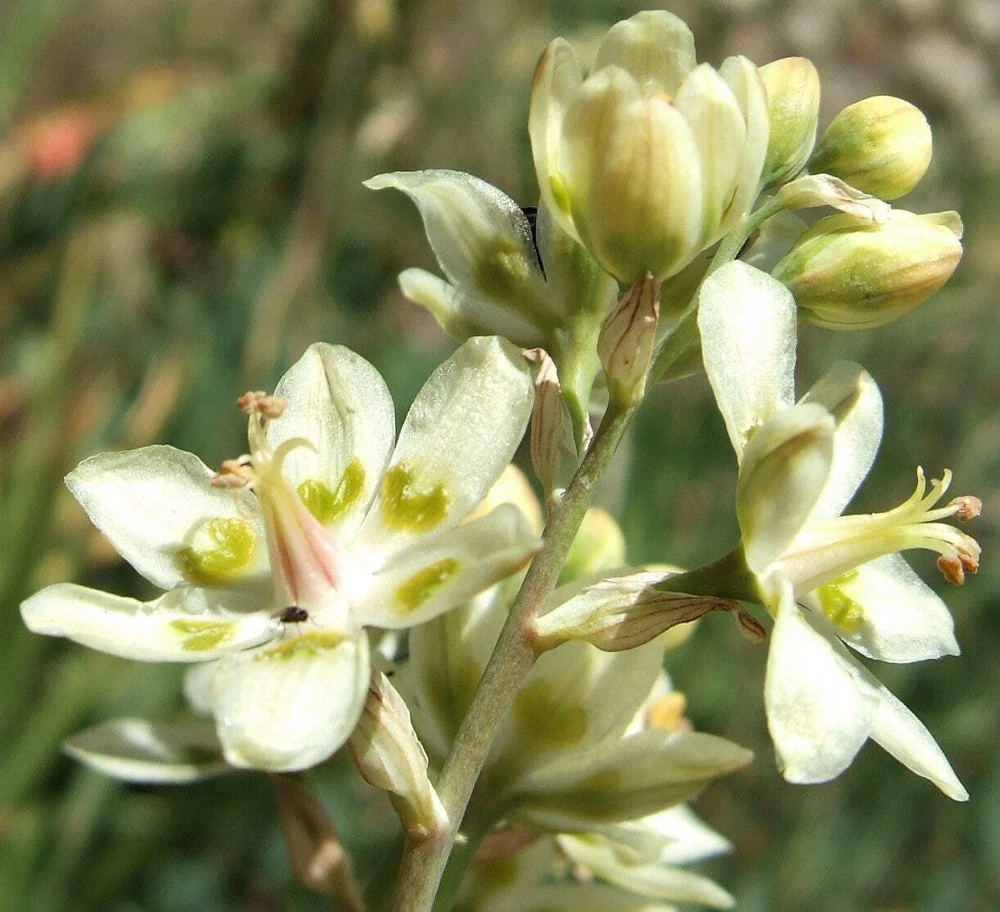 100 White Camas Seeds - Anticlea Elegans Native Wildflower Seeds - Image 9