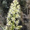 100 White Camas Seeds - Anticlea Elegans Native Wildflower Seeds - Image 1