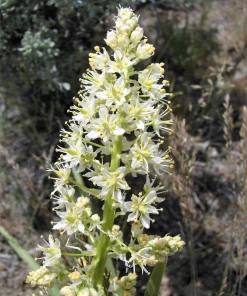 100 White Camas Seeds - Anticlea Elegans Native Wildflower Seeds - Image 1