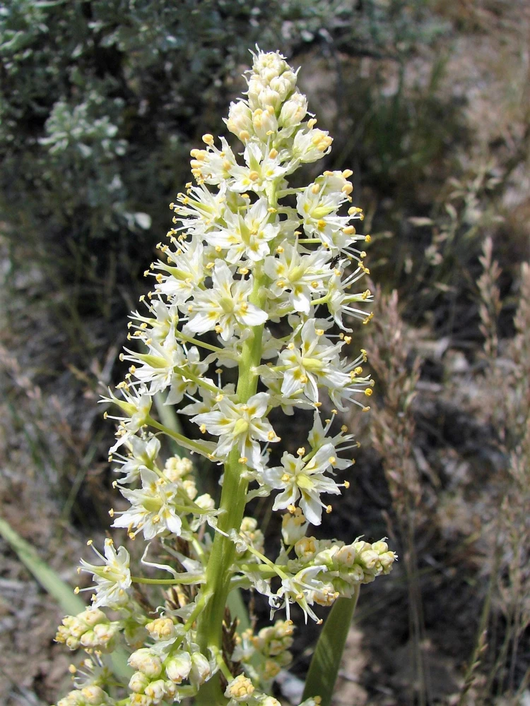 100 White Camas Seeds - Anticlea Elegans Native Wildflower Seeds - Image 1