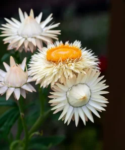100 White Double Strawflower Seeds - Helichrysum Monstrosum Bracteatum - Image 10