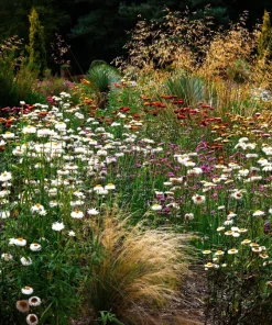 100 White Double Strawflower Seeds - Helichrysum Monstrosum Bracteatum - Image 11