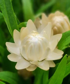 100 White Double Strawflower Seeds - Helichrysum Monstrosum Bracteatum - Image 12