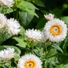 100 White Double Strawflower Seeds - Helichrysum Monstrosum Bracteatum - Image 1