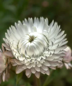 100 White Double Strawflower Seeds - Helichrysum Monstrosum Bracteatum - Image 2