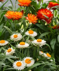 100 White Double Strawflower Seeds - Helichrysum Monstrosum Bracteatum - Image 6