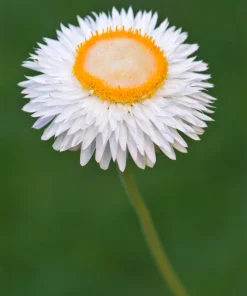 100 White Double Strawflower Seeds - Helichrysum Monstrosum Bracteatum - Image 7