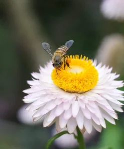 100 White Double Strawflower Seeds - Helichrysum Monstrosum Bracteatum - Image 8