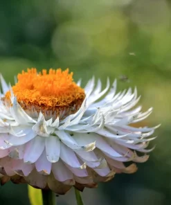 100 White Double Strawflower Seeds - Helichrysum Monstrosum Bracteatum - Image 9