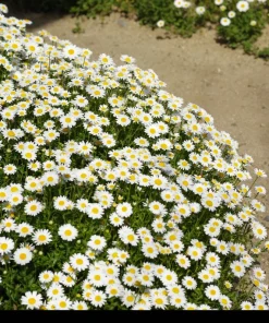 100 White Dwarf Creeping Daisy Seeds - Chrysanthemum Paludosum Flower Seeds - Image 2