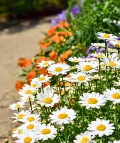 100 White Dwarf Creeping Daisy Seeds - Chrysanthemum Paludosum Flower Seeds - Image 3
