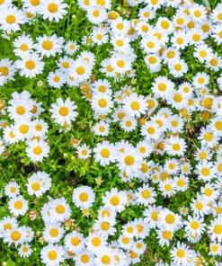 100 White Dwarf Creeping Daisy Seeds - Chrysanthemum Paludosum Flower Seeds - Image 5